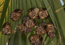 Internationales Förderprogramm: Wissenschaftler am Tiergarten erforschen Heilwissen von Fledermäusen