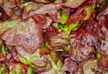 Warum sollte man Schnittsalate unbedingt waschen?