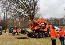 Bewahren statt roden: Vier Großbäume wurden in Stein innerhalb weniger Stunden mit Spezialgerät auf spektakuläre Weise umgepflanzt
