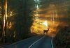 Sicher durch den Herbst: ADAC warnt vor Nebel, Laub und Wildwechsel