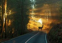 Sicher durch den Herbst: ADAC warnt vor Nebel, Laub und Wildwechsel