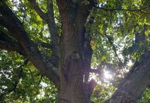 Baum-Spaziergang am Wöhrder See: Nürnbergs Baumwelt entdecken