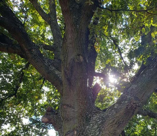 Baum-Spaziergang am Wöhrder See: Nürnbergs Baumwelt entdecken