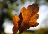 Herbstlaub in Nürnberg: Wer räumen muss und wohin mit den Blättern