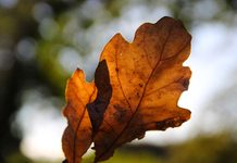 Herbstlaub in Nürnberg: Wer räumen muss und wohin mit den Blättern