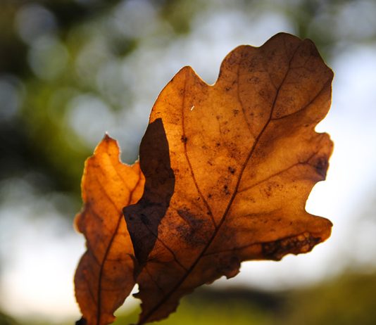 Herbstlaub in Nürnberg: Wer räumen muss und wohin mit den Blättern